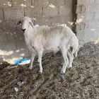 خروف حري للبيع