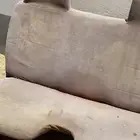 جنوط ومقعده