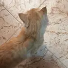 قط تبني ضايع