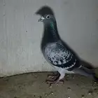 حمام زاجل احفاد ابطال