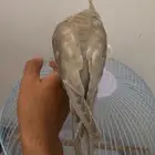 كروان انثى للبيع