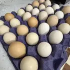 بيض بلدي