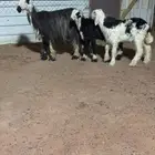 نجدية عيالها هرافي 2