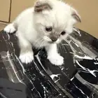 قطط كيتن للبيع
