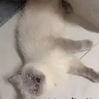 قطة هملايا للبيع