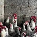 بيض فيومي شبابي