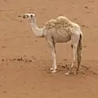 بكره مفروده