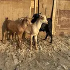 للبيع 3تيوس بلديه كفو