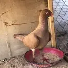 للبيع حمام دنش وا بكستاني