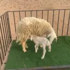 تم البيع