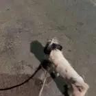 كلب مالتيز