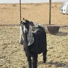 تيس عارض صنف