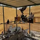 عشة حمام للبيع