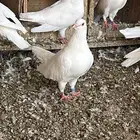 حمام فرنسي لاحم جفن احمر