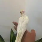 كروان لاتينو