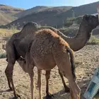 قعودين للبيع