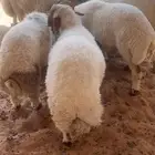 طليان نعيمي