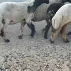 نعيم صنف