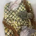 فروخ روز