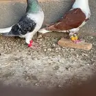 حمام