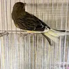 انثى كناري