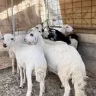 غنم للبيع