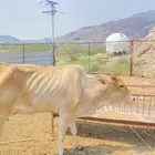 بقر