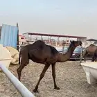 قعدان للبيع