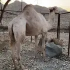 للبيع