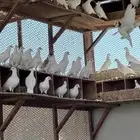 حمام لاحم فرنسي