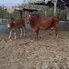 بقر ولد ودفاع للبيع