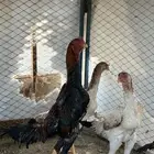 دجاج ياباني