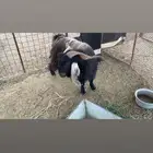 تيس عارضي مشروط سديس توه