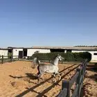 فرس عربية أصيلة دماء مصرية واهو بيور عسيف نسب فاخر