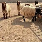 ذبايح خرفان