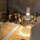 صيصان بط مصري