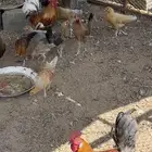 للبيع دجاج
