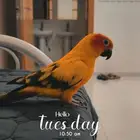 صن كنيور للبيع