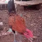 ديك للبيع العمر 7شهور