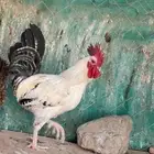 ديك ابيضّ العدد 2