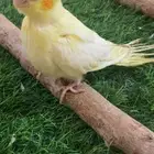 كروان لاتينو