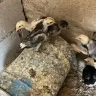 فروخ دجاج باكستاني العدد 10