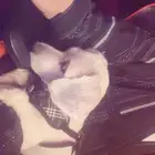 كلب لتبني