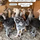 صوص بلدي