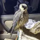 جليميه فرخ وحش