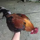 ديك بلدي عربي اصيل سيافي