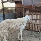 طلي فحل صنف