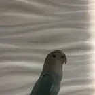 ببغاء روز اليف جدا هدد (تناديه يجيك )