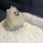 كلب تشيواوا مكس بومرينيان