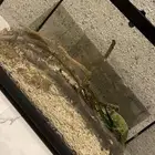 سحلية  متعددات